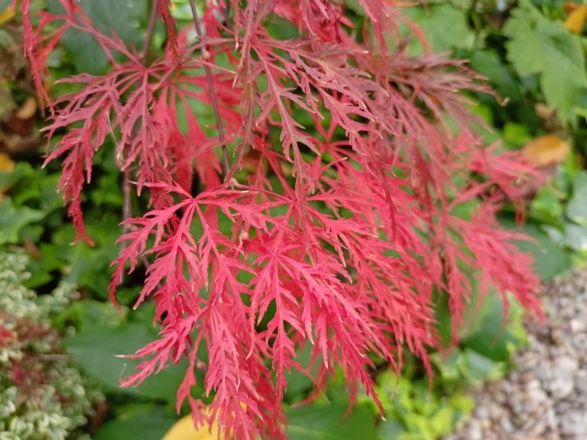 Hana Matoi - Arțari