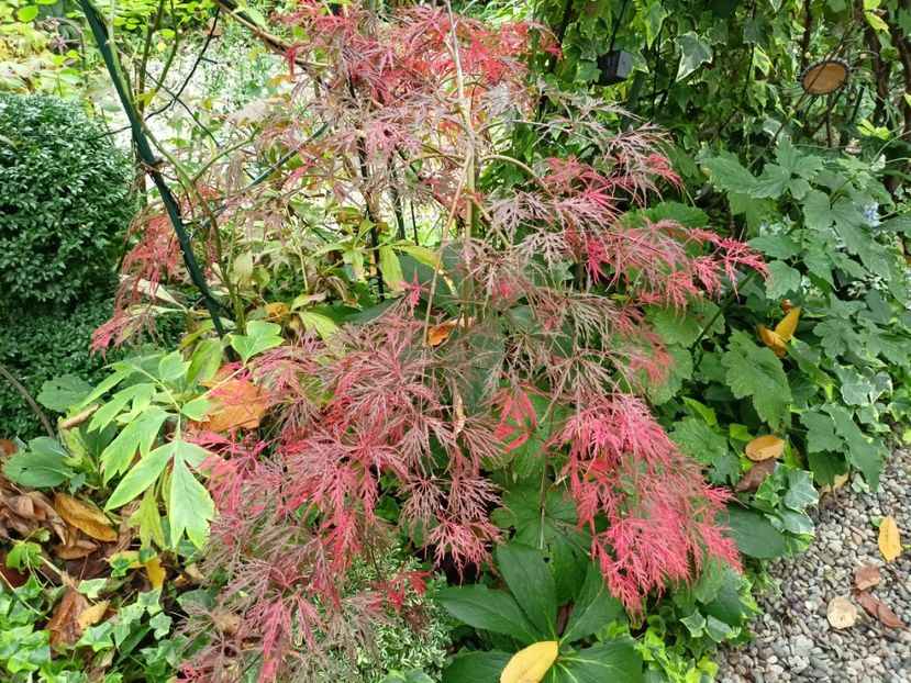 Hana Matoi - Arțari