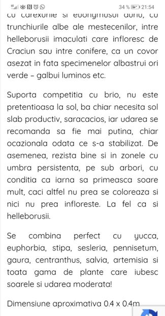 Bergenia Bressingham Ruby - aaa Comanda plante 2022 2023 2024