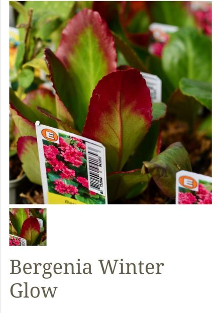 Bergenia Winter Glow - aaa Comanda plante 2022 2023 2024