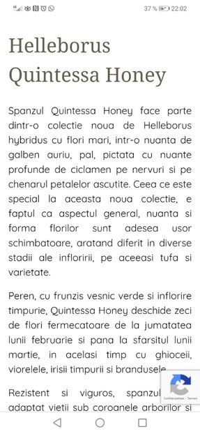 Helleborus Quintessa Honey - aaa Comanda plante 2022 2023 2024