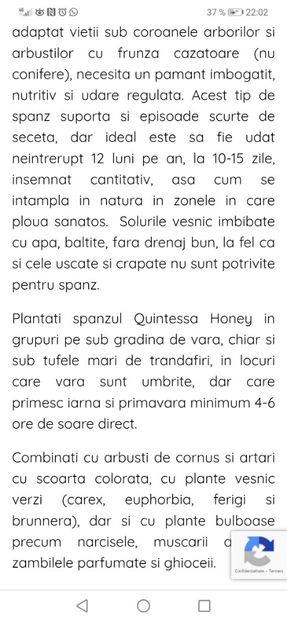 Helleborus Quintessa Honey - aaa Comanda plante 2022 2023 2024