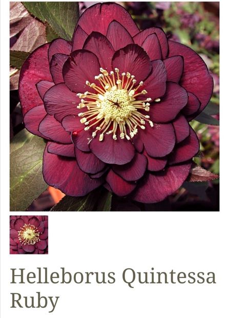 Helleborus Quintessa Ruby - aaa Comanda plante 2022 2023 2024