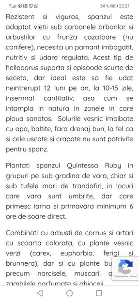 Helleborus Quintessa Ruby - aaa Comanda plante 2022 2023 2024