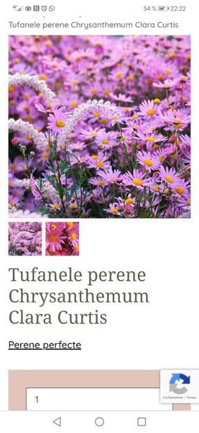 Tufanele perene Chrysanthemum Clara Curtis - aaa Comanda plante 2022 2023 2024