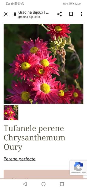 Tufanele perene Chrysanthemum Oury - aaa Comanda plante 2022 2023 2024
