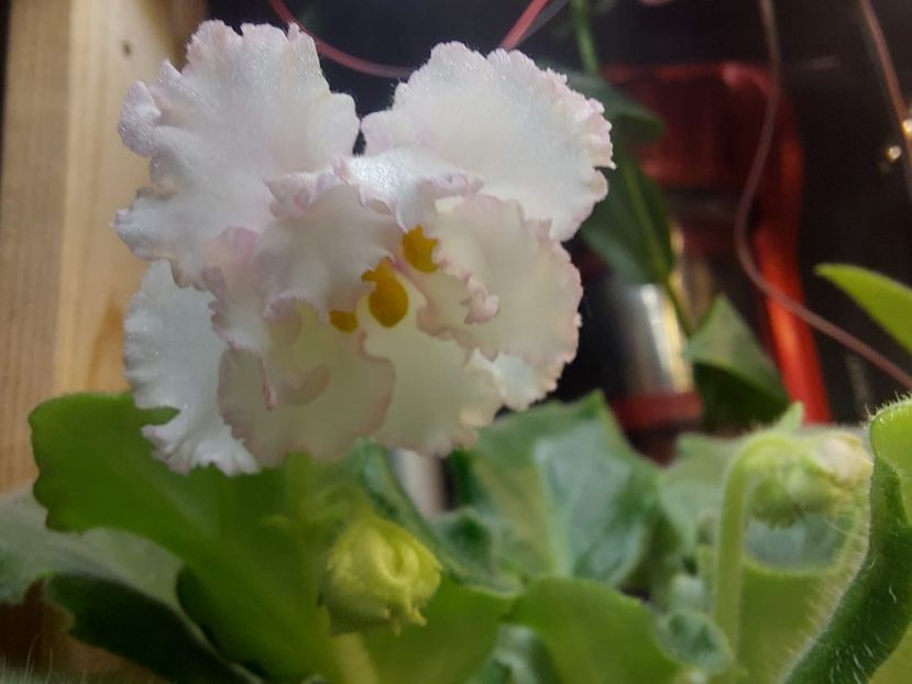 IMG-20231104-WA0003 - Violeta Bold Party Girl sport