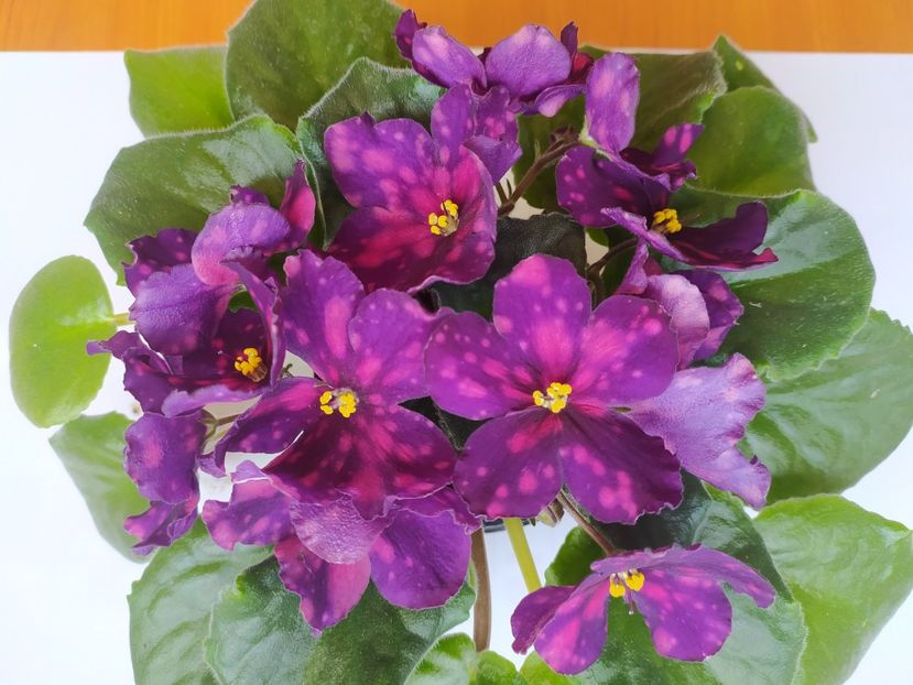 12 septembrie 2023 - RS Metagalaktika