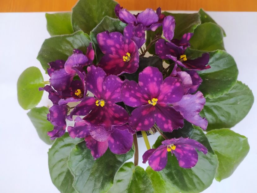 12 septembrie 2023 - RS Metagalaktika