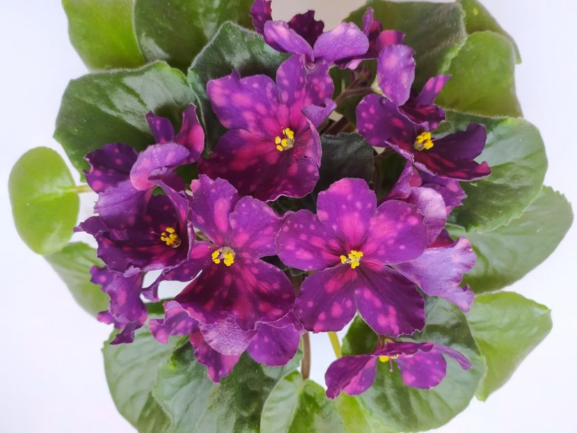 12 septembrie 2023 - RS Metagalaktika