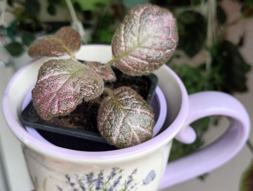  - Episcia