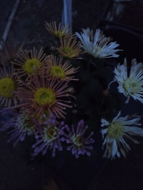 Splesh in 3 culori - Amintiri crizanteme 2024C