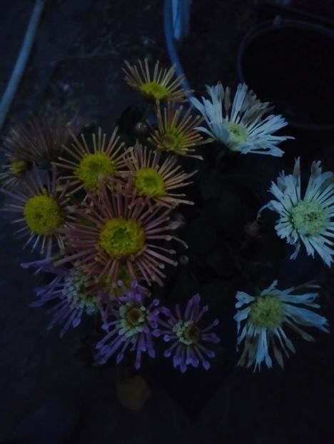 Splesh in 3 culori - Amintiri crizanteme 2024C