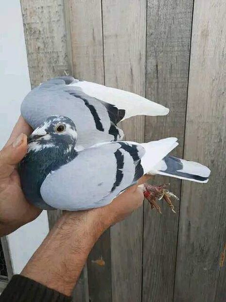  - Nu îmi aparțin 6