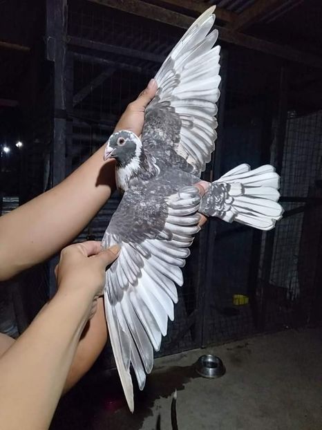  - Nu îmi aparțin 6