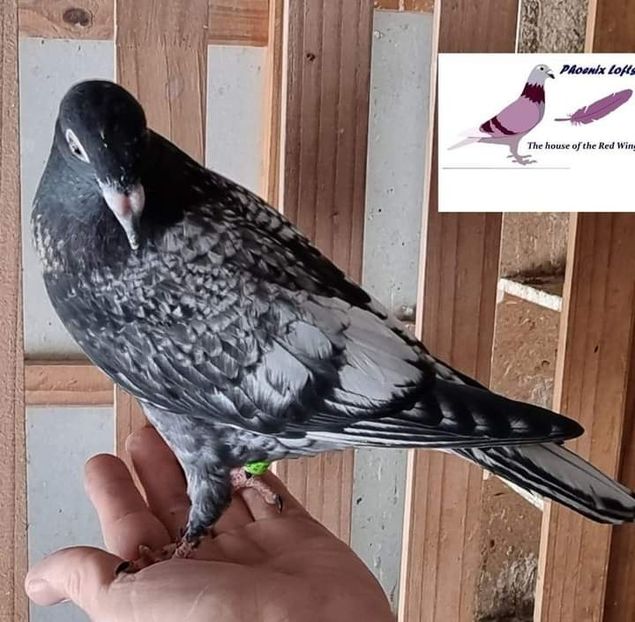  - Nu îmi aparțin 6