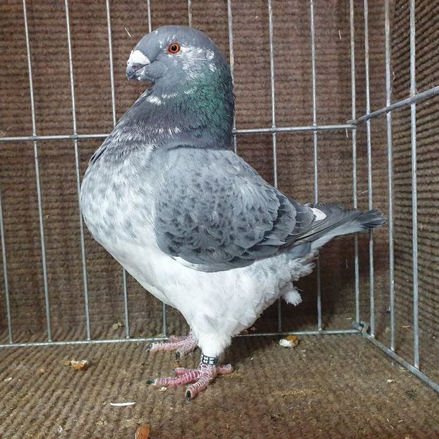  - Porumbei Vânduți