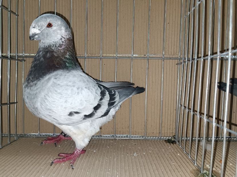  - Porumbei Vânduți