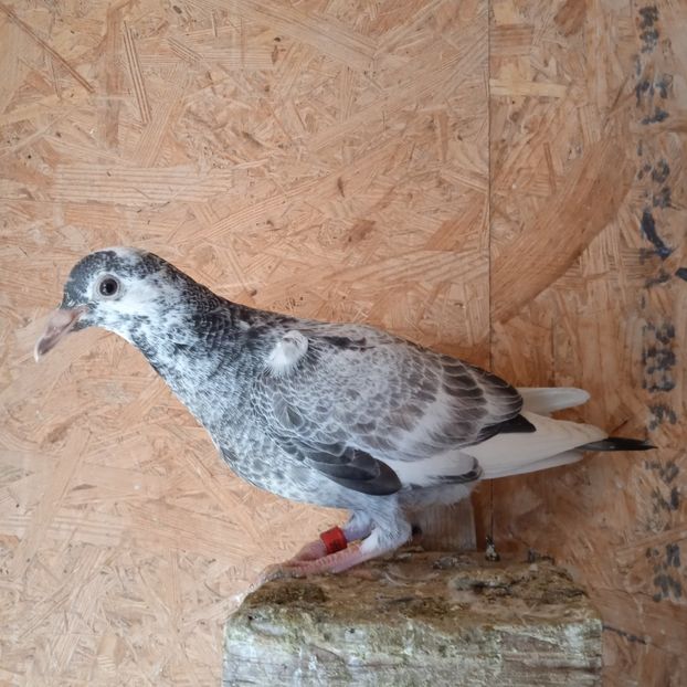 Pui 22-695.... - Porumbei vanduti