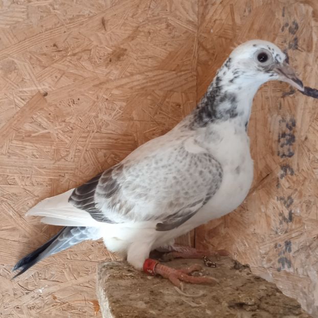 Pui 22-697 GB ...-rezervat Dragodanesti - Porumbei vanduti