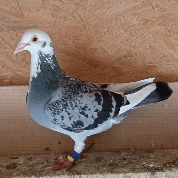 Mascul 21-629 ITA....-rezervat Dragodanesti - Porumbei vanduti