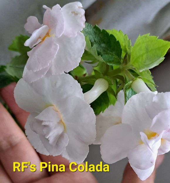  - RF s Pina Colada