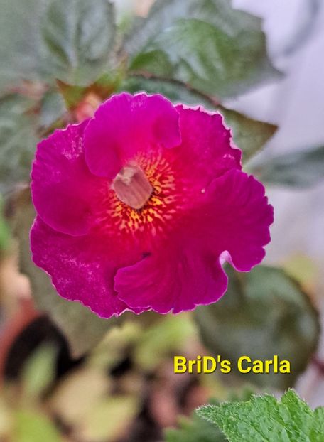  - BriD s Carla