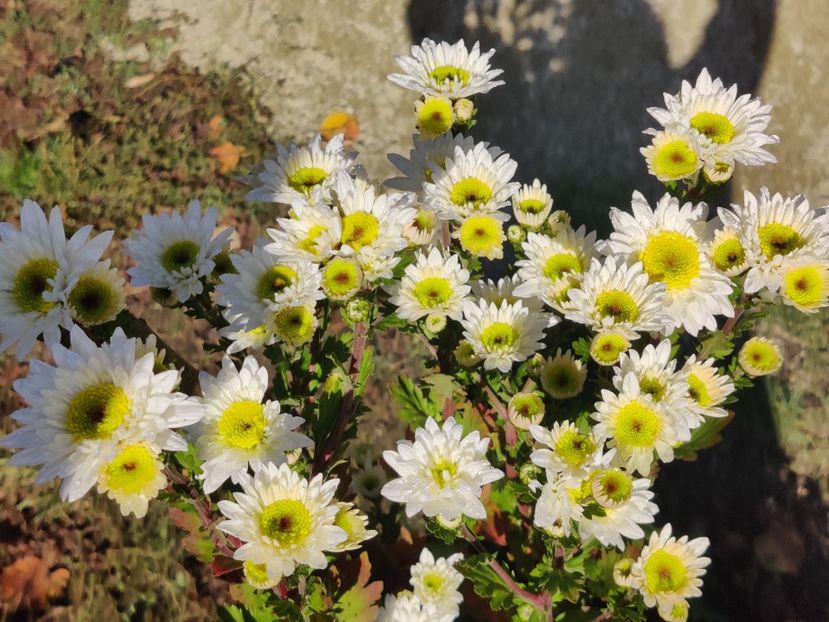  - Tufanele si crizanteme