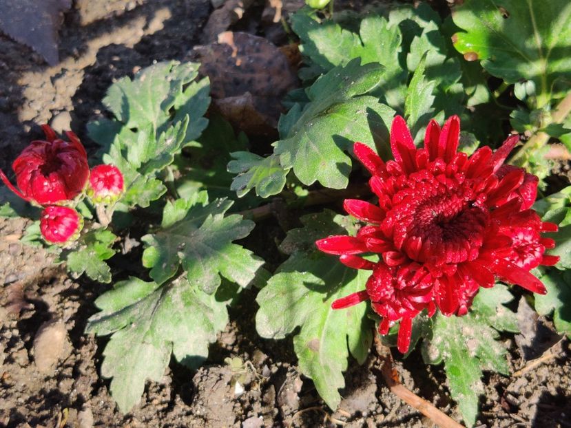  - Tufanele si crizanteme