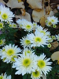 16 un ghiveci - Crizanteme pt butași 2024