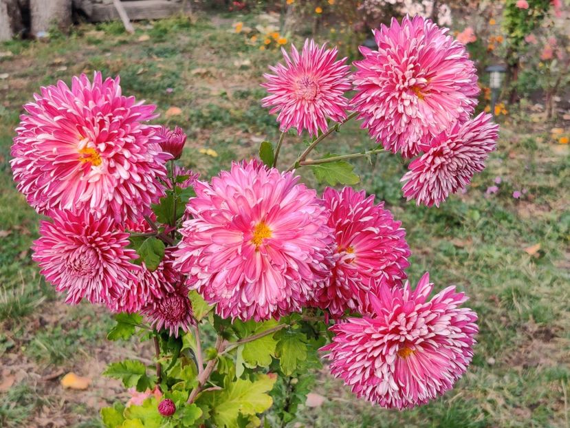  - Tufanele si crizanteme