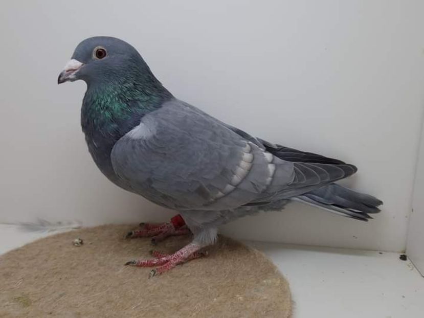  - Nu îmi aparțin 6