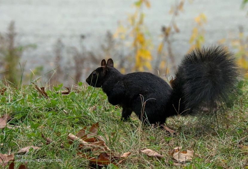 Canadian ecureuil - Veverita canadiana - Squirrel - B - ANIMALS