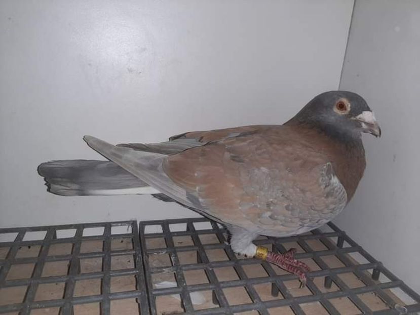  - Nu îmi aparțin 6