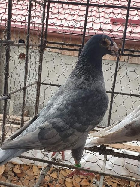  - Nu îmi aparțin 6