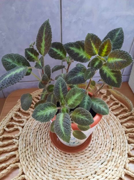 Noiembrie 2023 - BLUE NILL