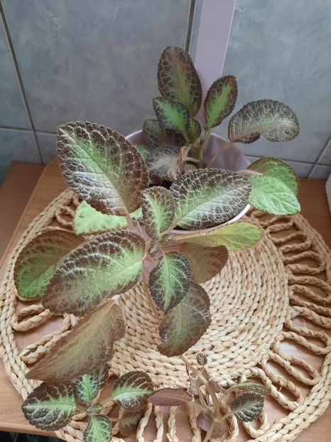 Noiembrie 2023 - RED DEVIL