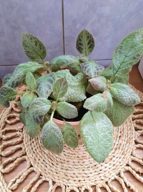 Noiembrie 2023 - JIM-S LEMON ZEST