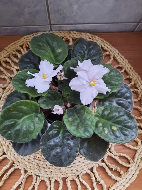 Noiembrie 2023 - NIMFEJA