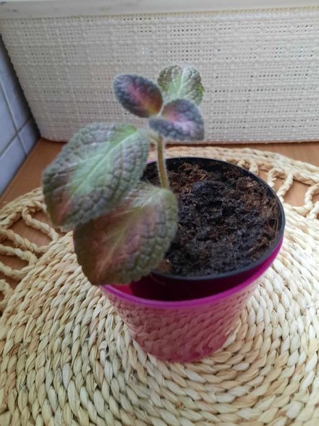 Noiembrie 2023 - NORTHERN LIGHT