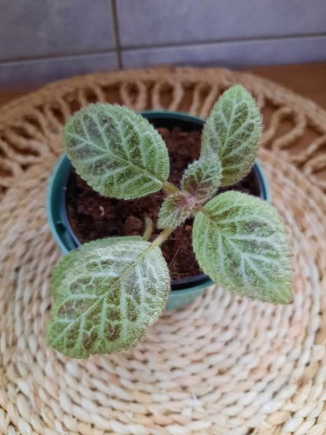 Noiembrie 2023 - SILVER DUST