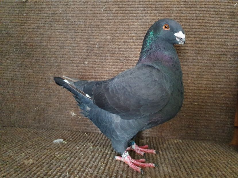  - Porumbei Vânduți