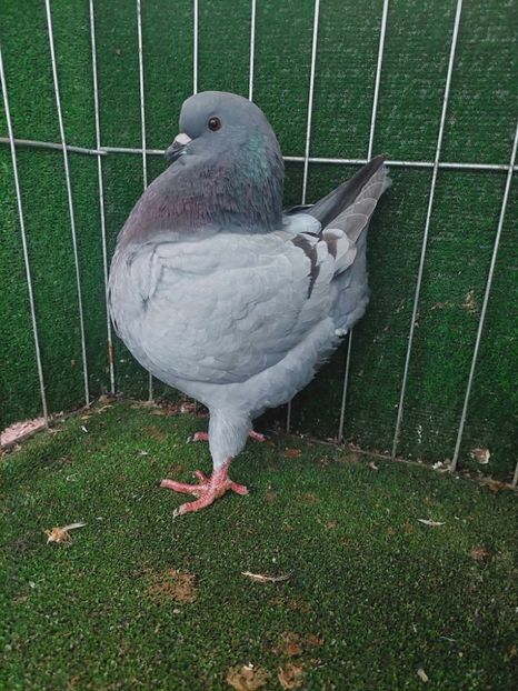 0 - 1 vanduta - King 2023