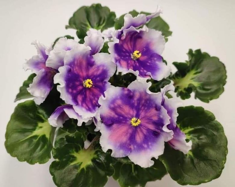 Foto Denisenko - Dn Glamoure