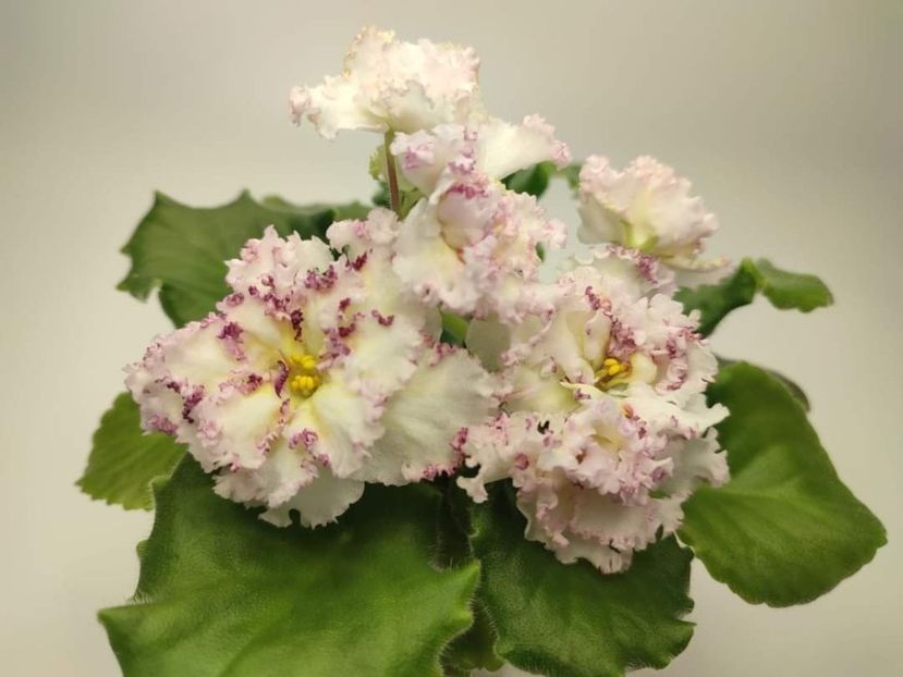 Foto Denisenko - Dn Kiyivski Kashtani