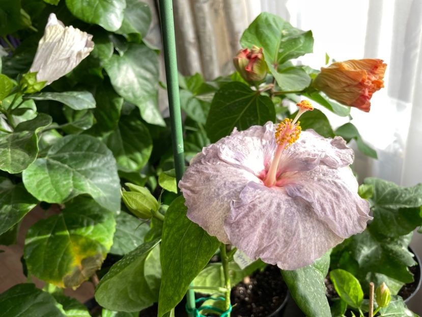  - 001 - Hibiscusi 2023