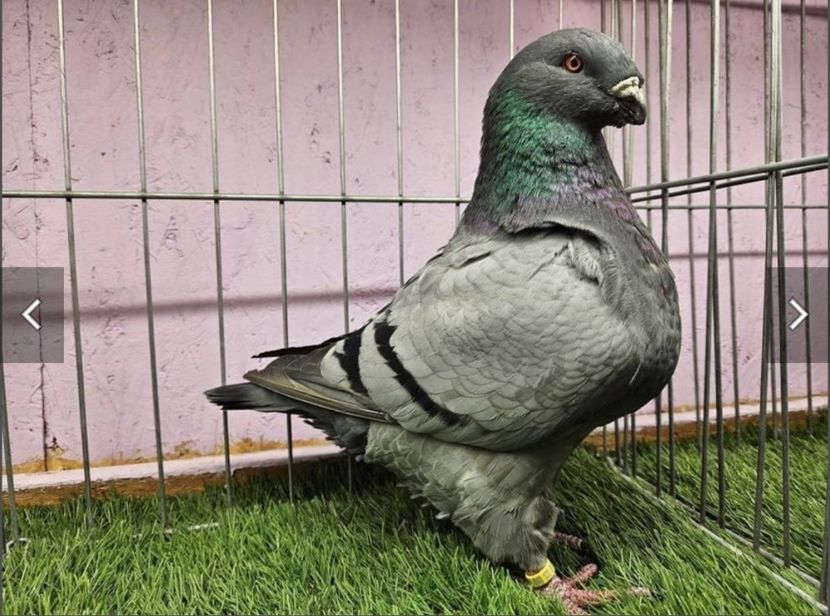 Mascul 2023 - Masculi matca 2024