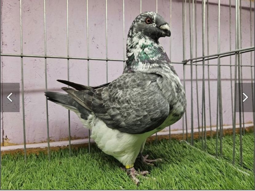 Femelă 2023 - Femele Matca 2024