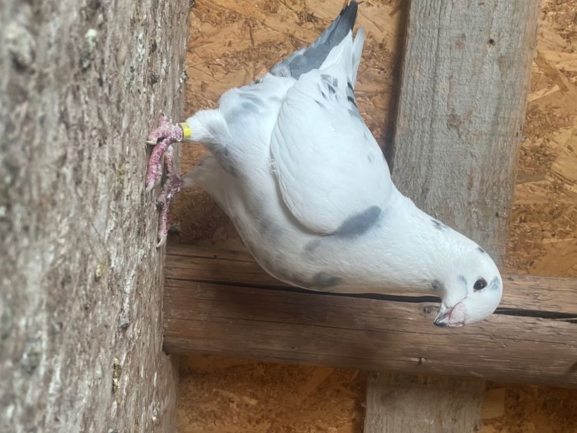 Femelă 2023 - Femele Matca 2024