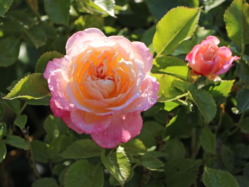 beetrose-country-girl-20 - COUNTRY GIRL